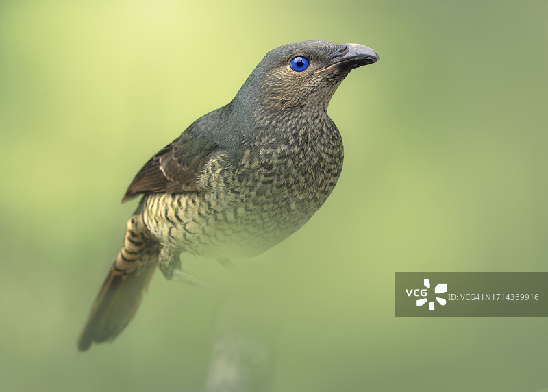 绿色背景下的野生缎蓝园丁鸟图片素材
