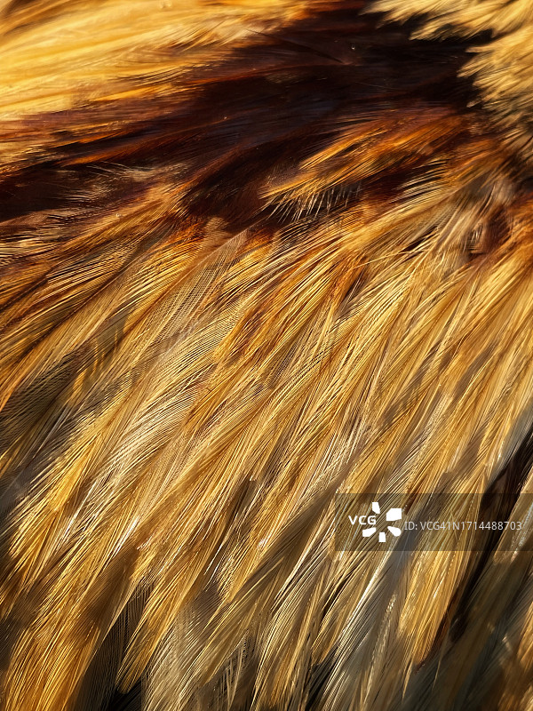 鸡毛特写图片素材