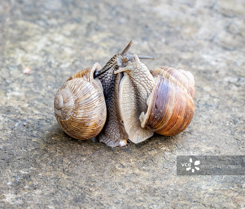 两只拥抱的蜗牛图片素材