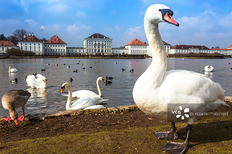 宁芬堡宫前的一群天鹅（德国巴伐利亚州）图片素材