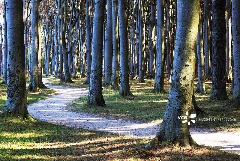 森林中的小路图片素材