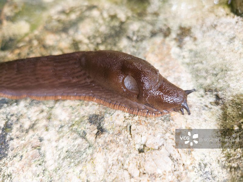 蛞蝓攀爬图片素材