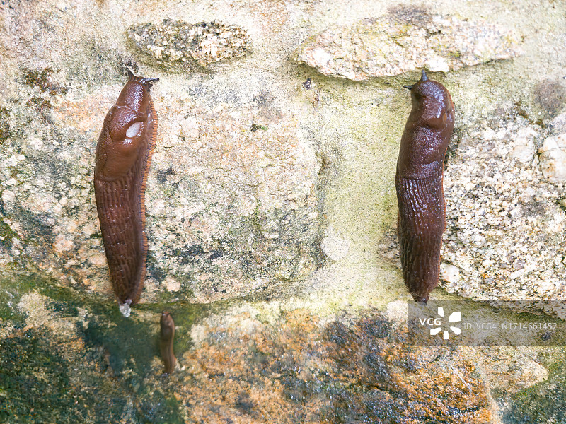 蛞蝓攀爬图片素材