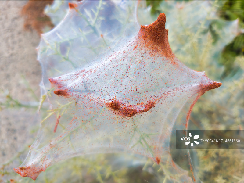 蜘蛛网上的红色硫酸铁图片素材