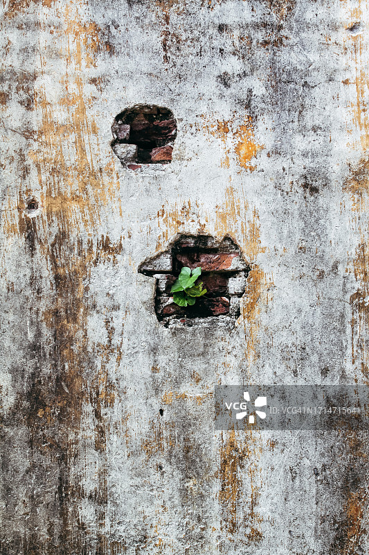 阿拉戈瓦隔距兰或高盾兰，在风化的砖墙上图片素材