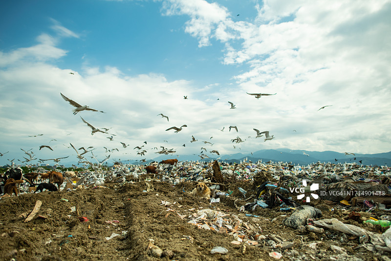 垃圾场上的奶牛和海鸥：环境破坏、空气和水污染及生态危机概念图片素材
