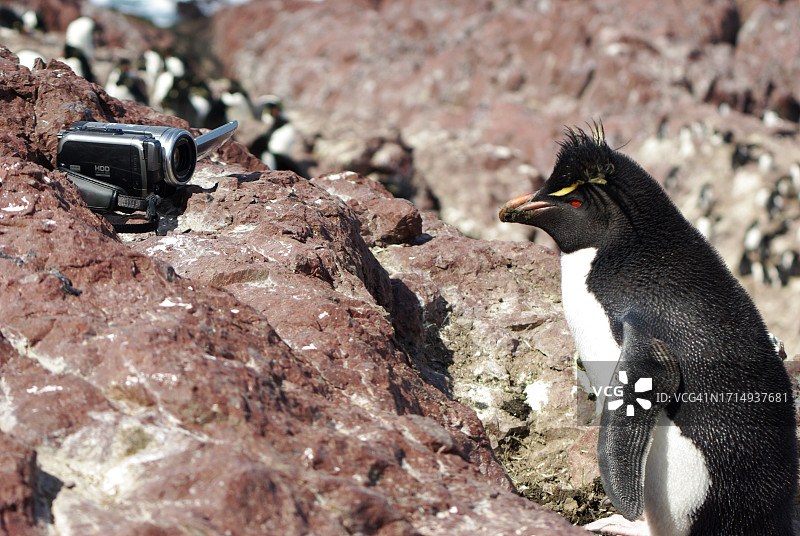 企鹅岛上的跳岩企鹅图片素材