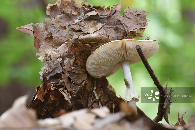 毒鹅膏菌图片素材