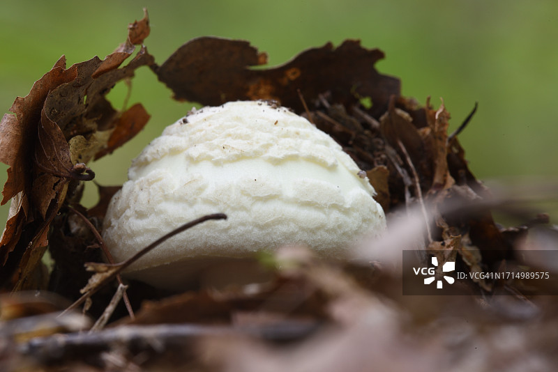 毒鹅膏菌图片素材