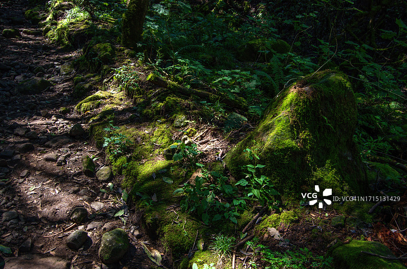 墨西哥城林地苔藓岩石上斑驳阳光图片素材