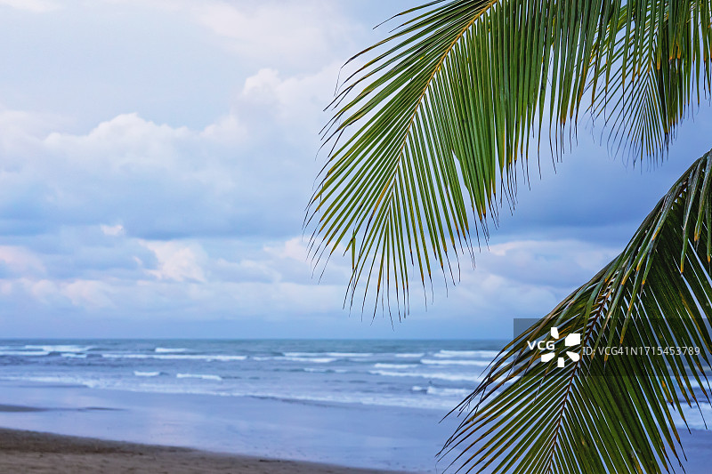 两片棕榈叶与大海图片素材