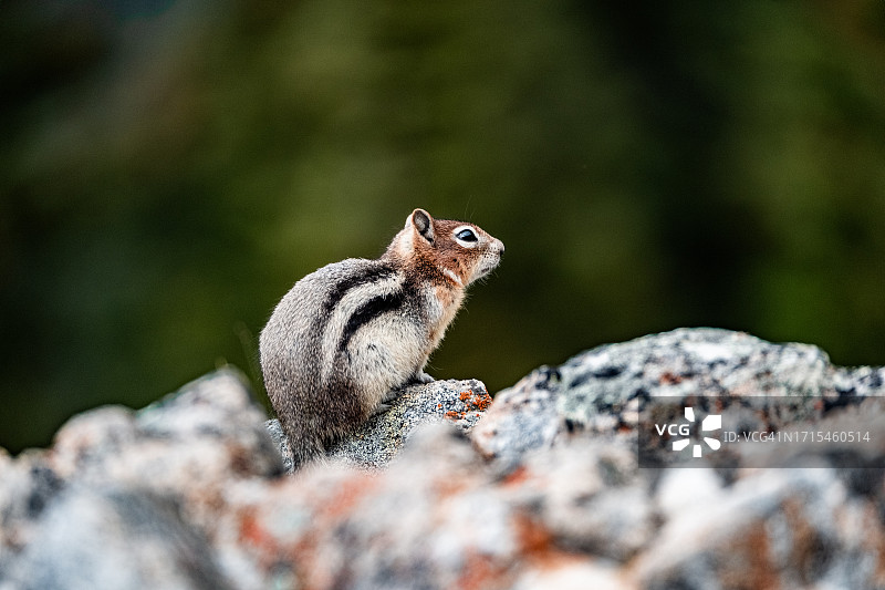 花栗鼠在岩石上暂停图片素材