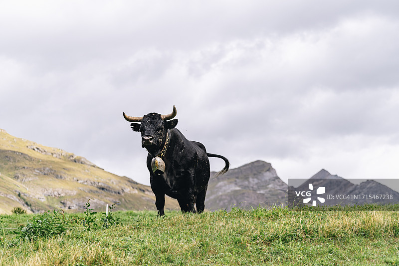 带着铃铛的奶牛站在山间草地上图片素材