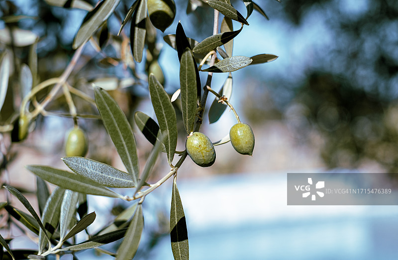 树上生长的橄榄特写图片素材