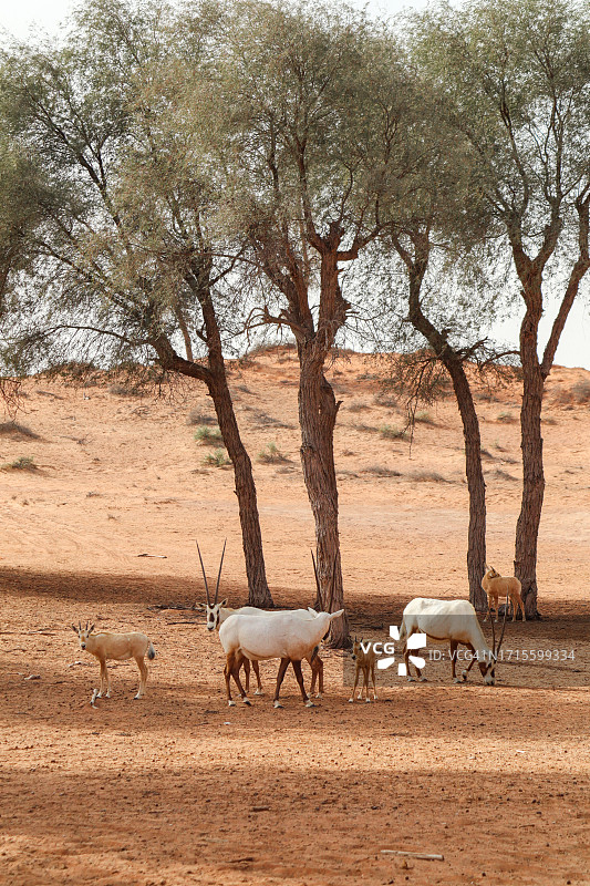 哈伊马角沙漠中觅食的阿拉伯羚羊群图片素材