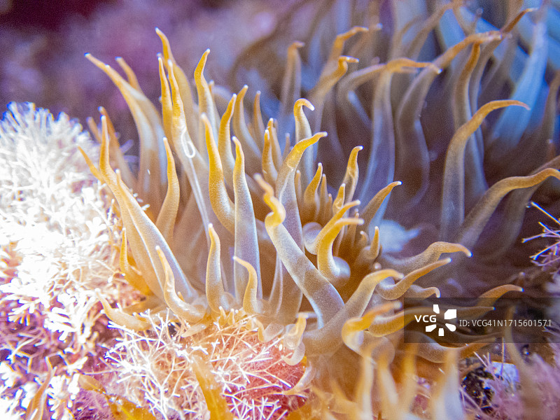 玻璃海葵图片素材