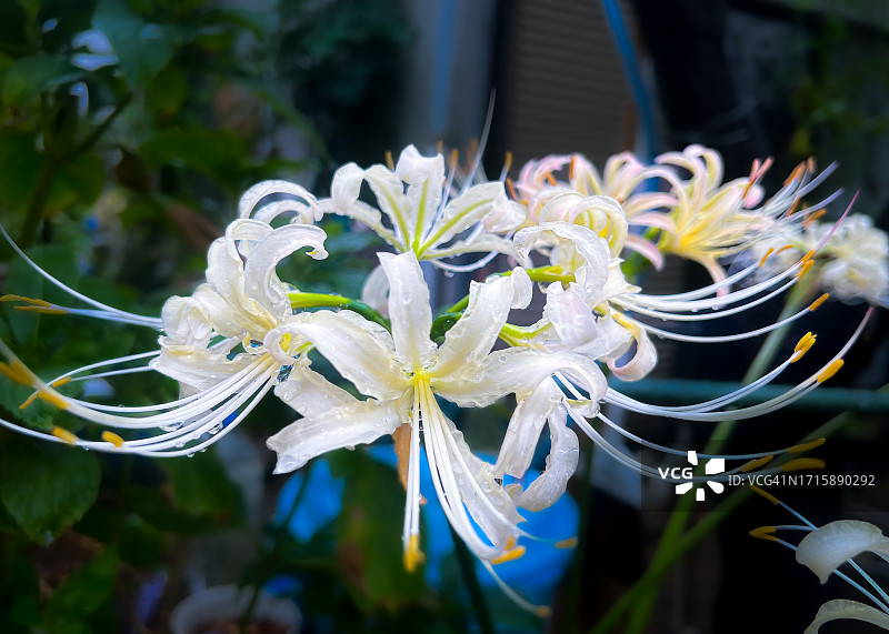 雨后清晨的白色蜘蛛百合图片素材