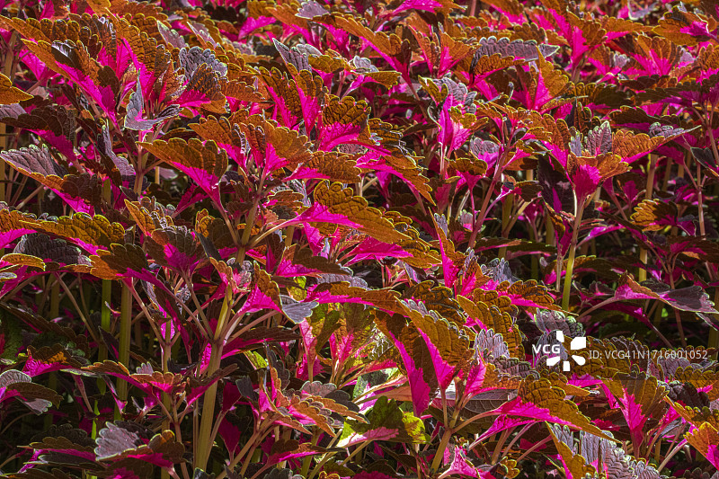 2023年8月12日 先锋公园 - 彩叶草001图片素材