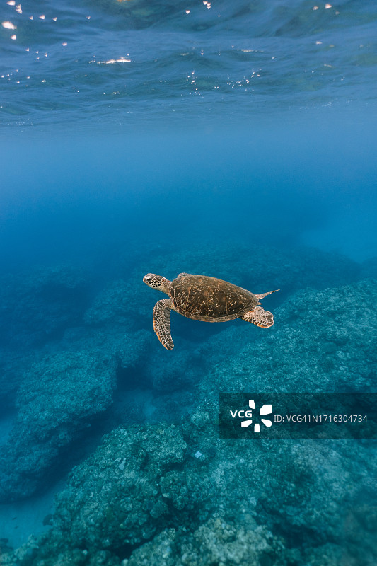 在清澈蓝色海水中畅游的海龟，德之岛图片素材