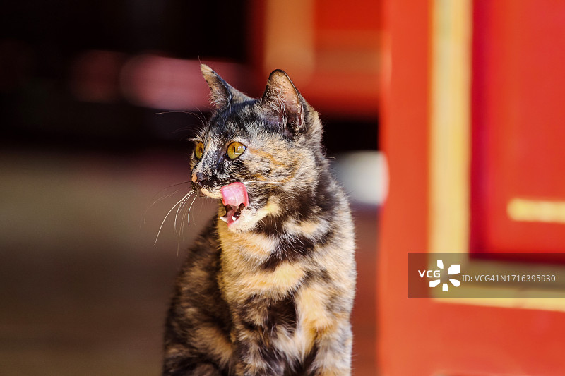 越南顺化市寺庙里的玳瑁猫图片素材