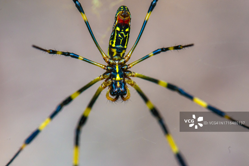 绿色背景下的络新妇蜘蛛图片素材