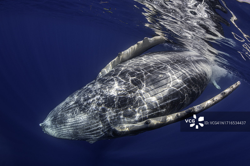 座头鲸特写图片素材