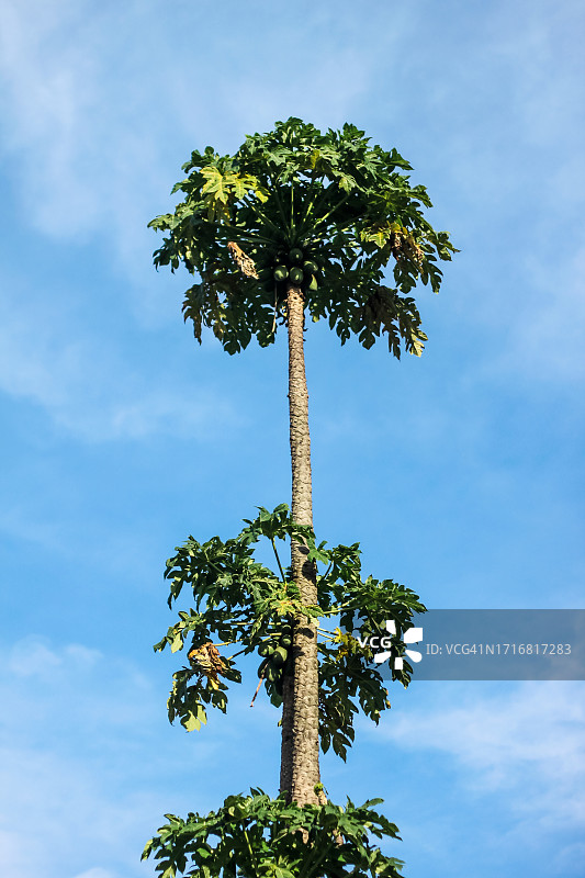 蓝天下的木瓜树图片素材