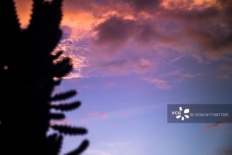 暮光天空下的仙人掌树图片素材