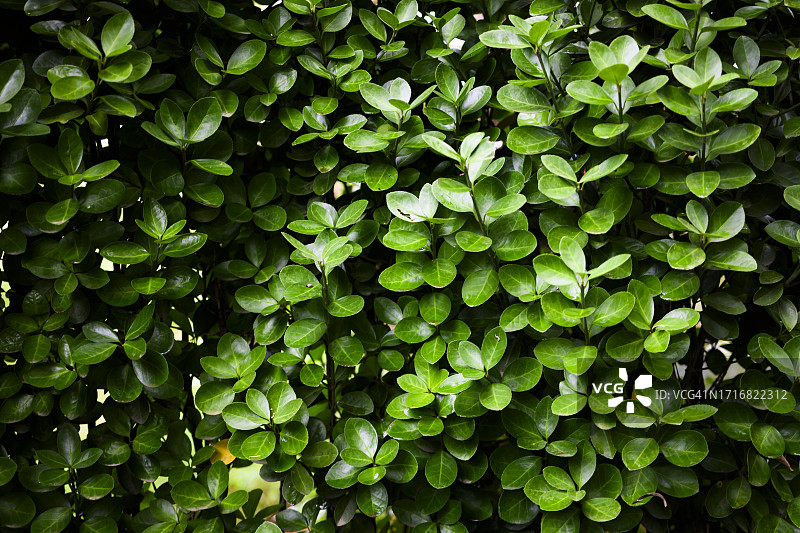 绿叶背景纹理图片素材