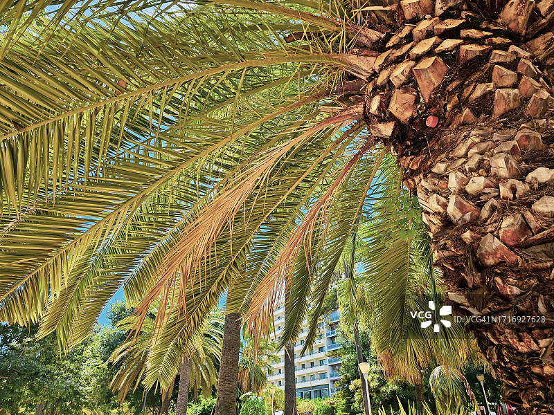 仰视棕榈树图片素材