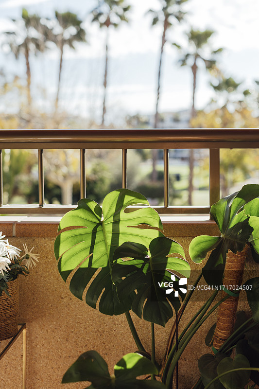 阳台上的龟背竹图片素材