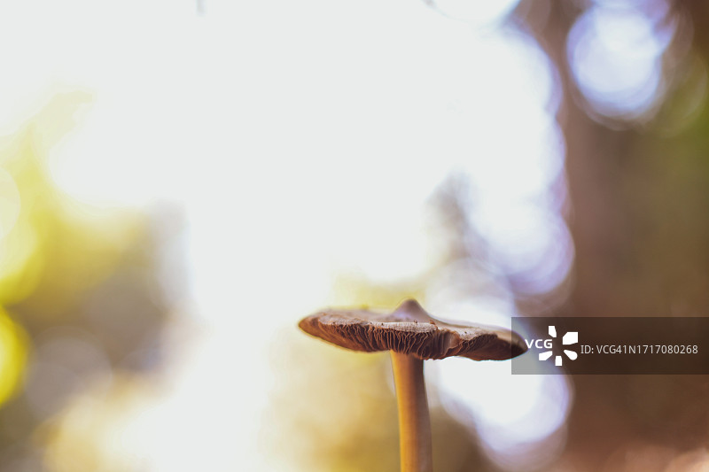 漫步在秋天的欧洲森林中图片素材