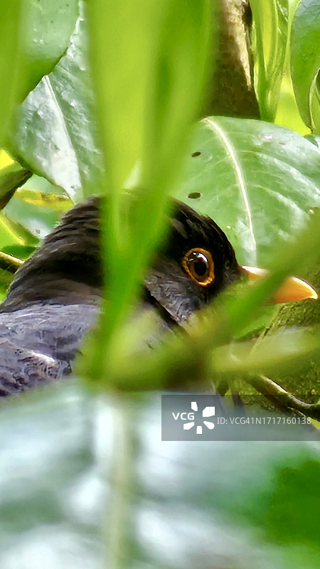 观察乌鸫图片素材