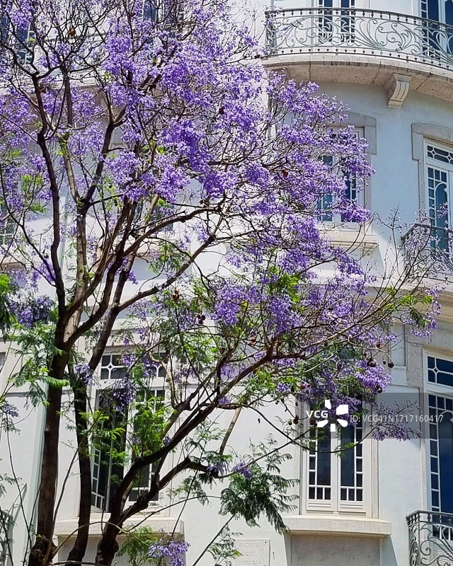 盛开的蓝花楹树图片素材
