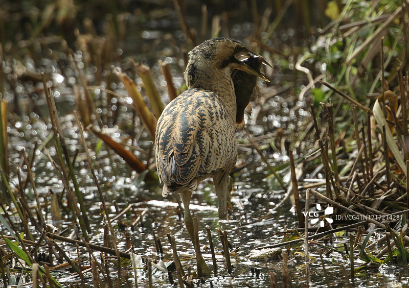 罕见的 охотничий 麻鸭在湖边芦苇丛中寻找食物，刚捕到一条丁鲷准备食用图片素材