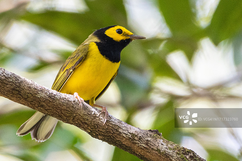 带帽莺图片素材