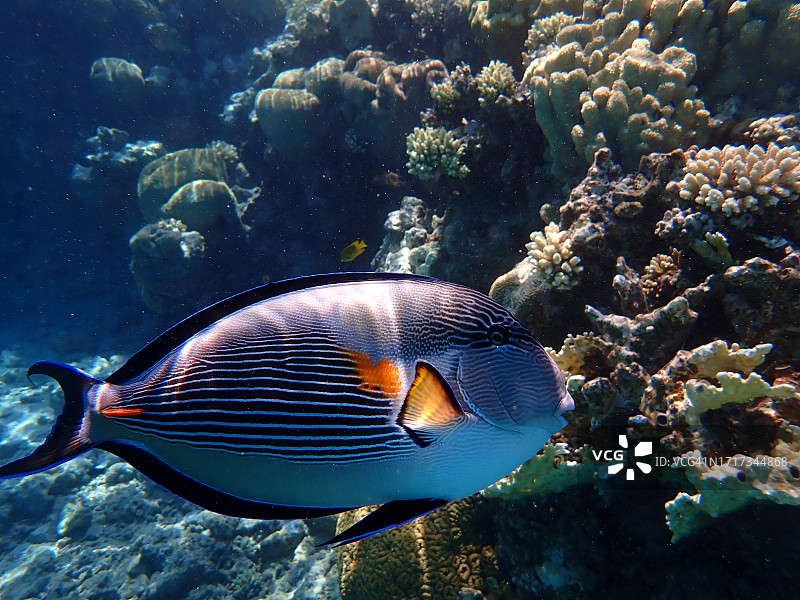 埃拉特白化珊瑚礁附近的苏哈尔刺尾鱼图片素材