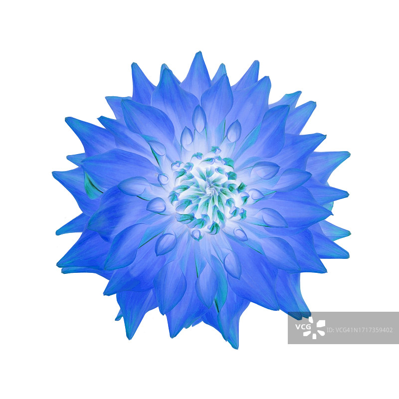 梦幻蓝色绿松石大丽花，色彩处理图片素材