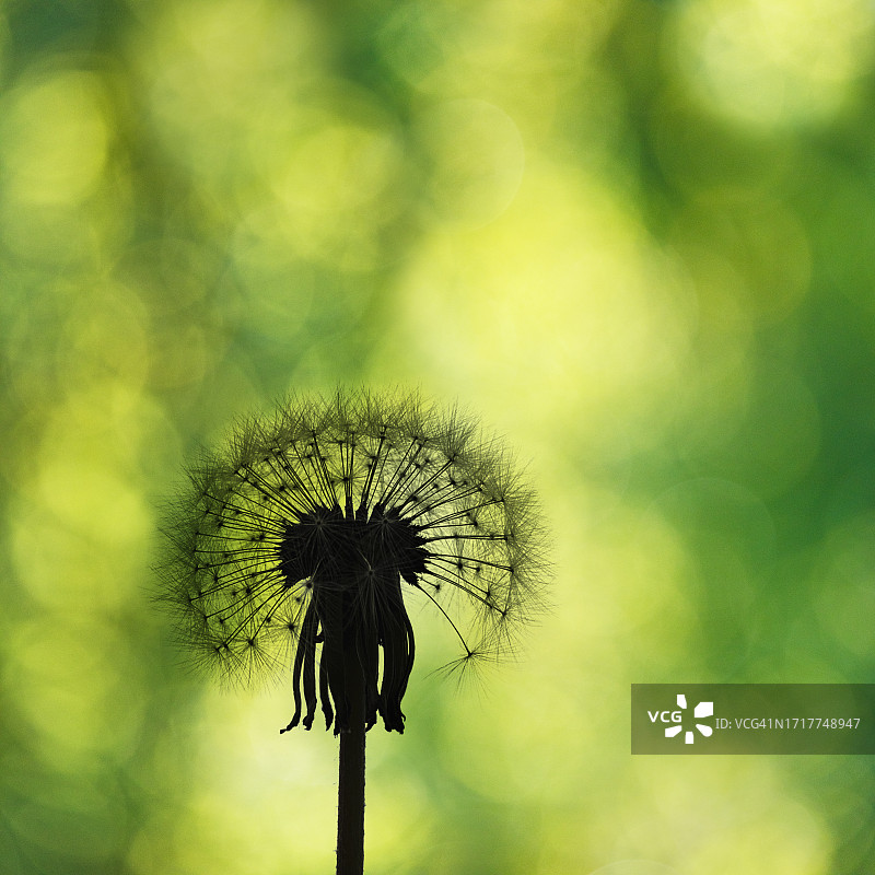 绿色背景下的蒲公英剪影图片素材