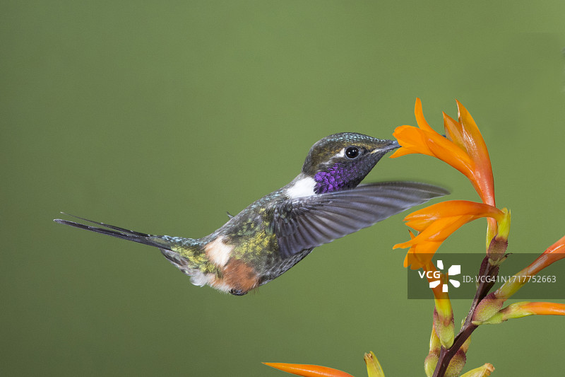 紫喉林星蜂鸟图片素材