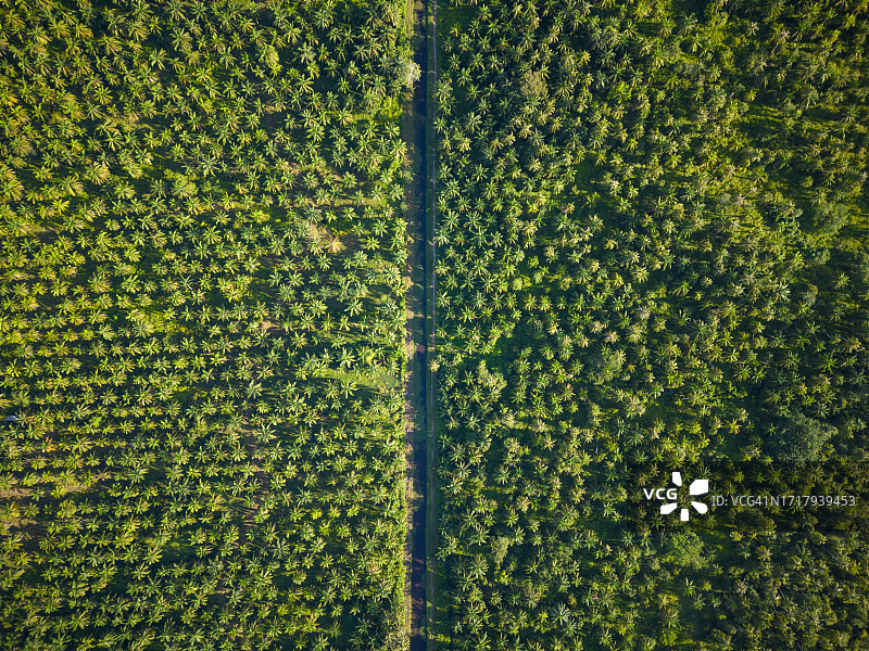 清晨棕榈油种植园的航拍景色图片素材