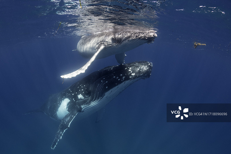 座头鲸及其幼崽在水面休息图片素材