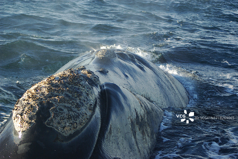 在巴塔哥尼亚的南方露脊鲸图片素材