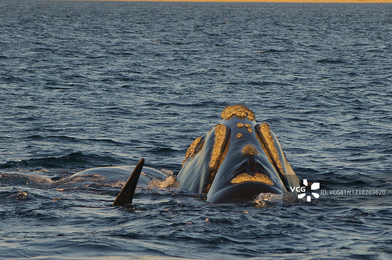 巴塔哥尼亚的南方露脊鲸图片素材