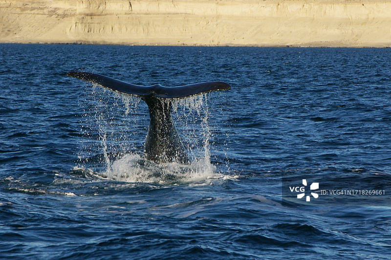 在巴塔哥尼亚的南方露脊鲸图片素材