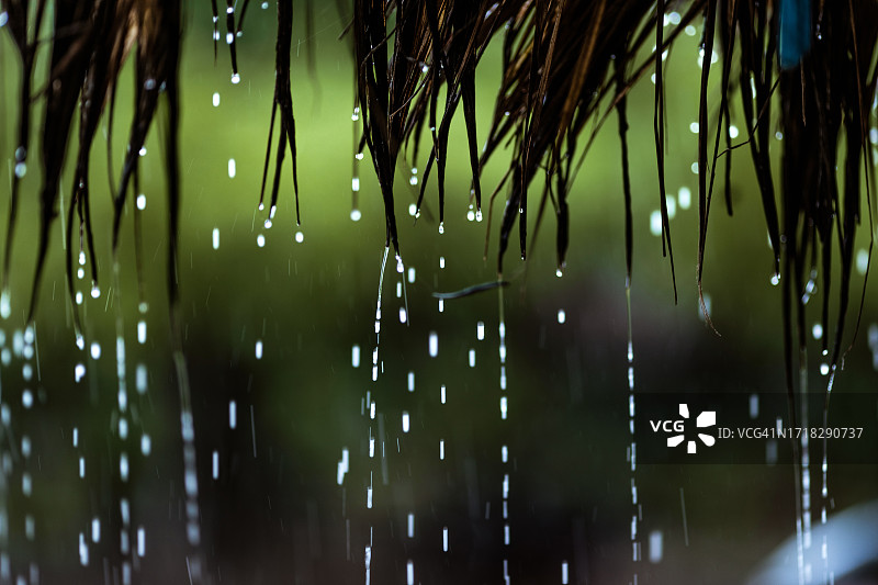 树叶上雨滴滴落的特写图片素材