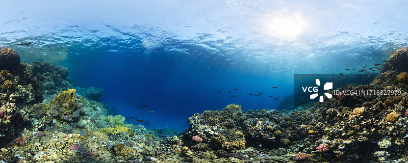 阿布达巴布潜水点的珊瑚礁与鱼群及鲨鱼-红海图片素材