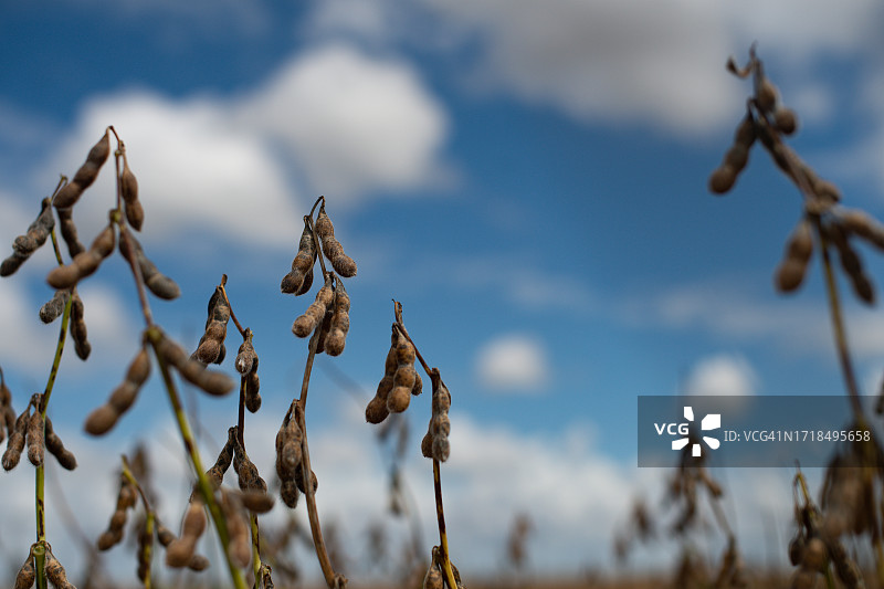 田野里生长的大豆植株图片素材