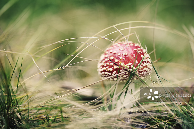 秋季森林草地里生长的小型毒蝇伞图片素材