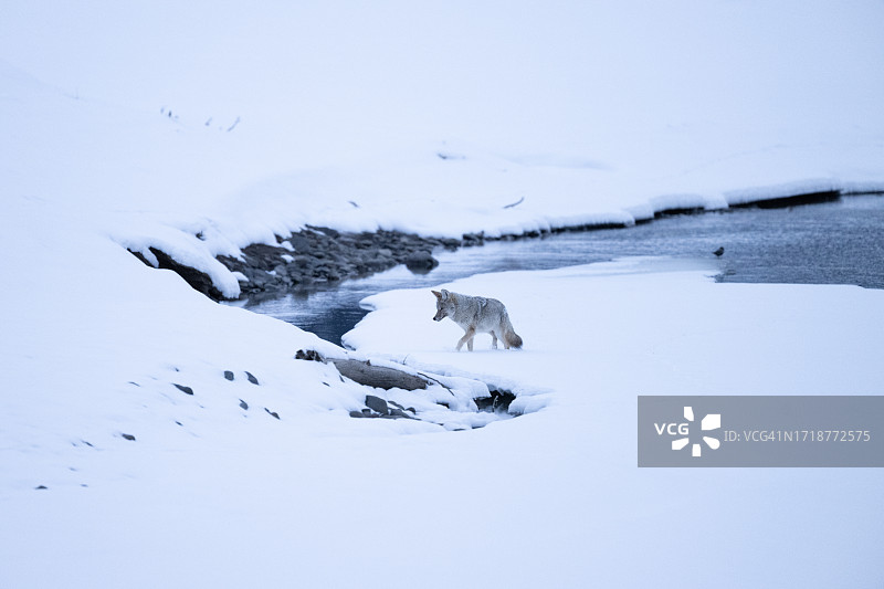 郊狼穿过拉马尔河图片素材